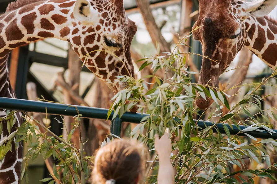Tiergarten Schönbrunn, Giraffen
