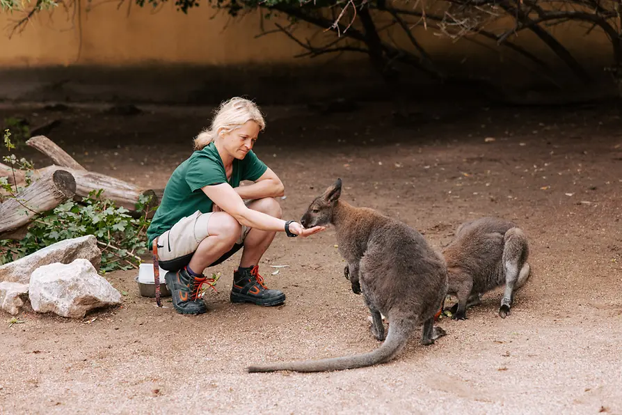 Tiergarten Schönbrunn, Gerlinde Hillebrand füttert die Bennett-Kängurus.