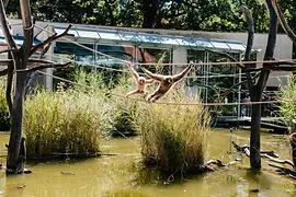 Maimuţe în Grădina Zoologică Schönbrunn