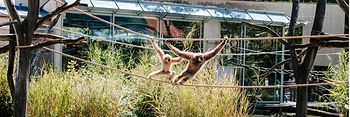 Monos en el Parque Zoológico de Schönbrunn