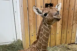 Signora giraffa Amari