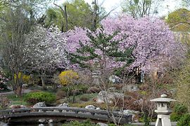 Setagaya Park, cherry blossom