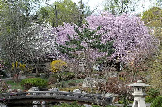 世田谷公園 サクラの花