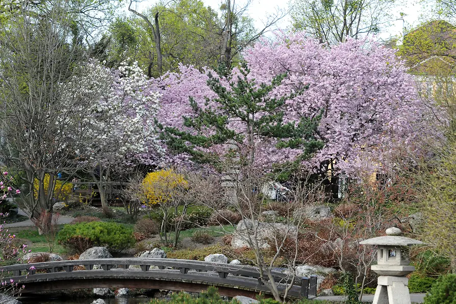 世田谷公園 サクラの花