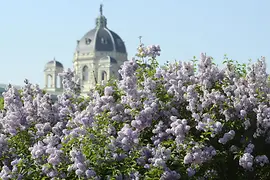 Strauch in Blüte vor der Kuppel des Naturhistorischen Museums