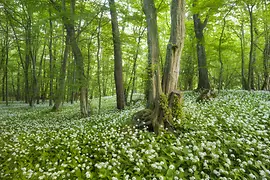 Wald mit Bärlauch in Blüte