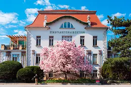 Stadtpark: Magnolia tree in bloom in front of the Stadtgartendirektion building