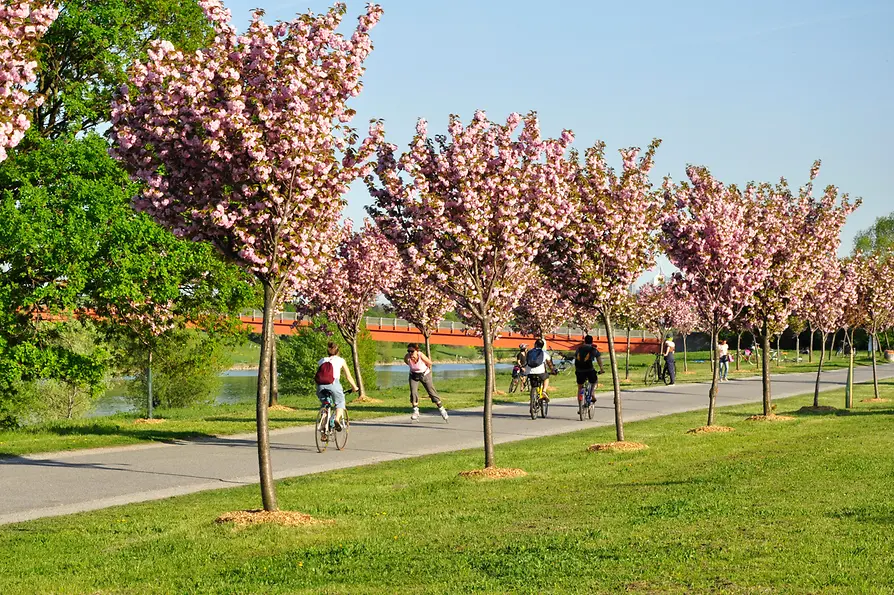 Donauinsel: blühende Kirschbäume, Radfahrer, Skater