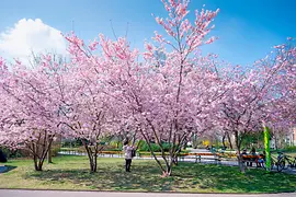 Wiener Stadtpark: Kirschblüte