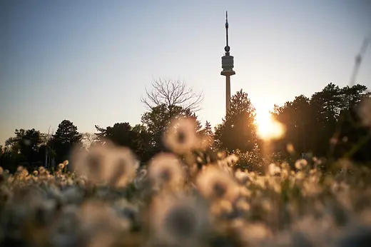 Donaupark : fleurs devant la Tour du Danube