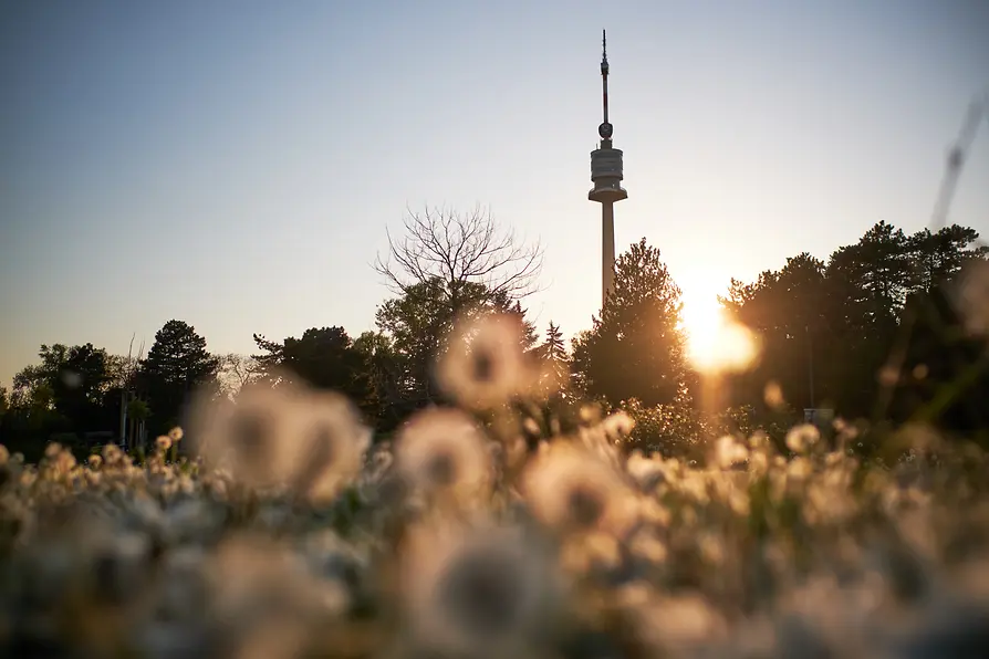 Donaupark : fleurs devant la Tour du Danube