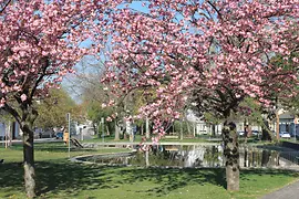 Karl-Seidl-Park: blühende Kirschbäume vor einem Teich