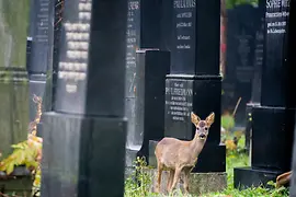 A deer standing between gravestones at Vienna's Central Cemetery