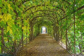 Schlosspark Schönbrunn: Spaziergängerin in einer begrünten Pergola
