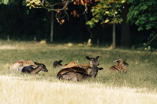 Deer in the Lainz Game Reserve