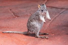 Rotes Rattenkänguru im Haus des Meeres in der Australien-Erlebniswelt