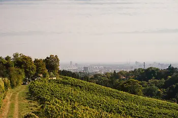 Vinohrad 