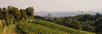 A vineyard 