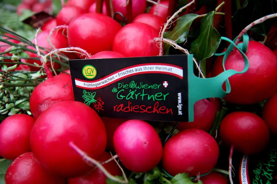 Radieschen