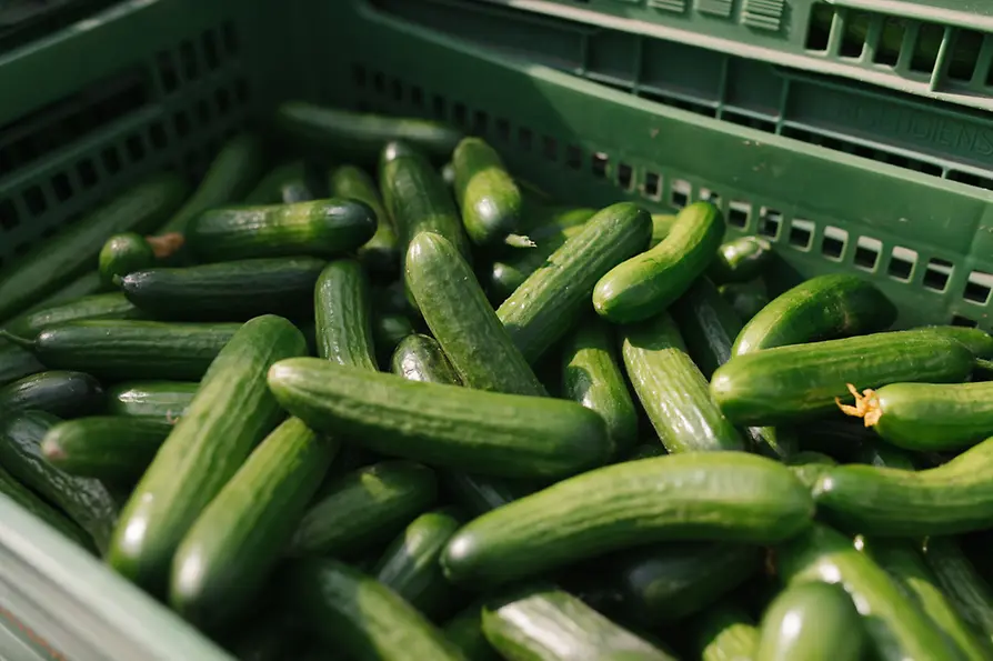 Cucumbers