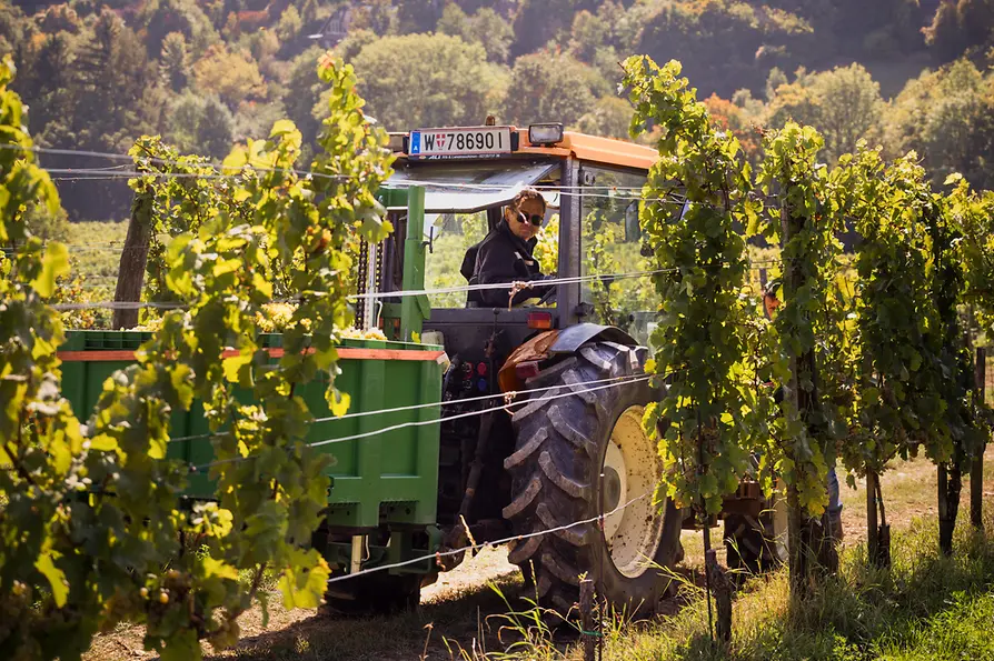 Traktor in den Wiener Weinbergen