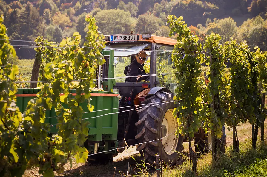 Un tracteur dans les vignes viennoises