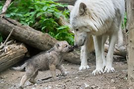 Micii lupi arctici exploarează lumea în joacă