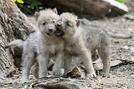 Micii lupi arctici exploarează lumea în joacă