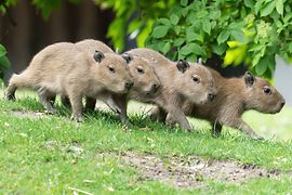 Cztery nowonarodzone kapibary