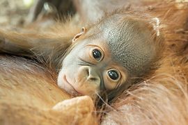 Kendari, az orangután baba