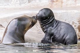 Male sea lion baby and mother