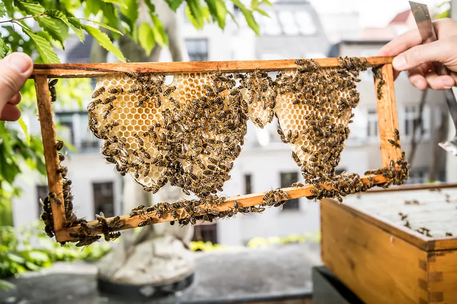 Bienen im Kunst Haus Wien, Museum Hundertwasser