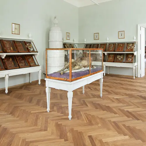 Ausstellungsansicht mit Wachsmodellen in historischen Vitrinen