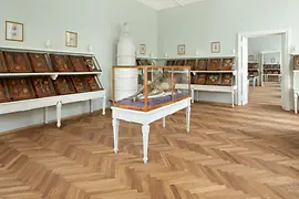 Ausstellungsansicht mit Wachsmodellen in historischen Vitrinen