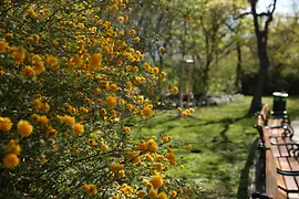 Gelbe Blüten hinter einer Bankreihe im Park
