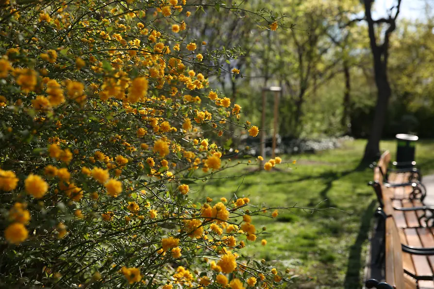 Yellow flowers behind a row of benches in a park