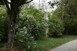 Trees, shrubs, with a statue of an angel between them
