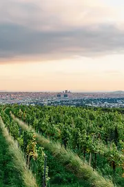 Winnica 
