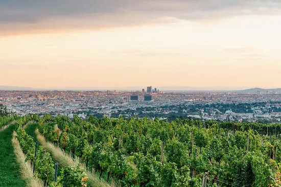 A vineyard 