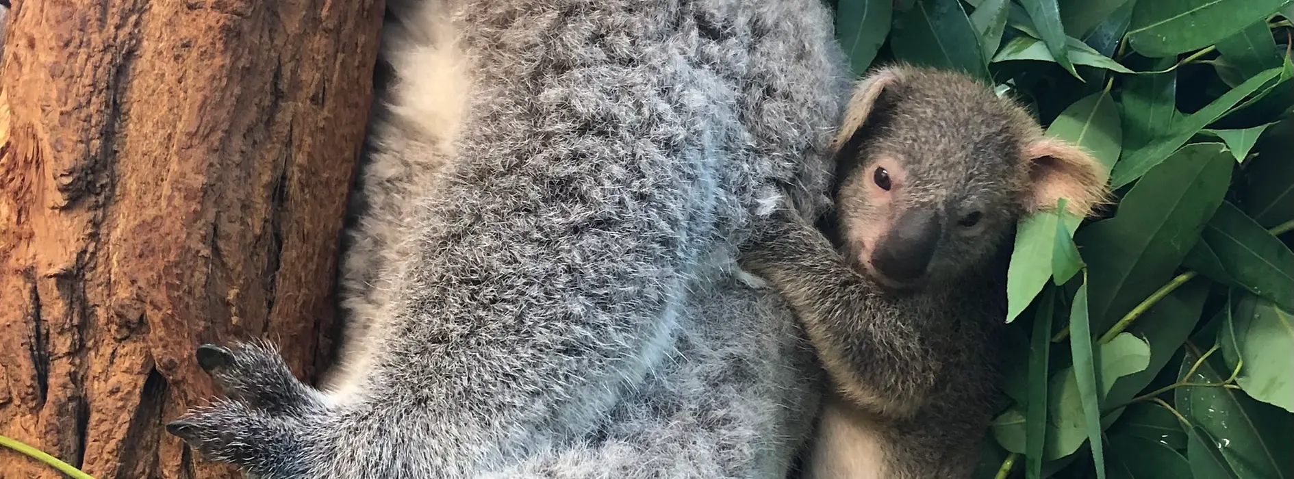 Tiergarten Schönbrunn | Koala Baby 2022