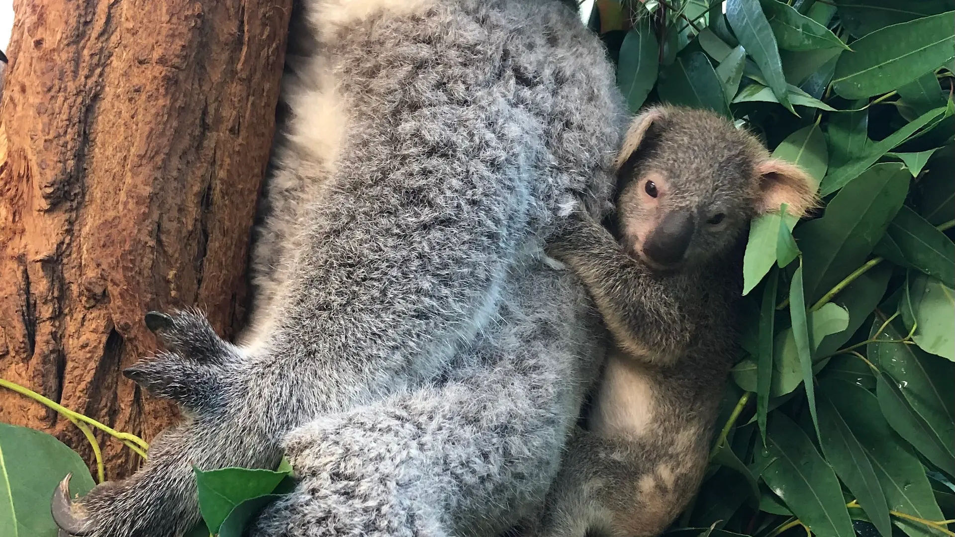 Koala baby at Schönbrunn Zoo 