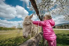 Kind streichelt einen Esel am Areal von Schloss Hof