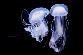 Világító medúza