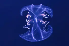 Гребневая медуза