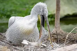 Pelicanul creţ