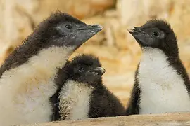 Хохлатый пингвин