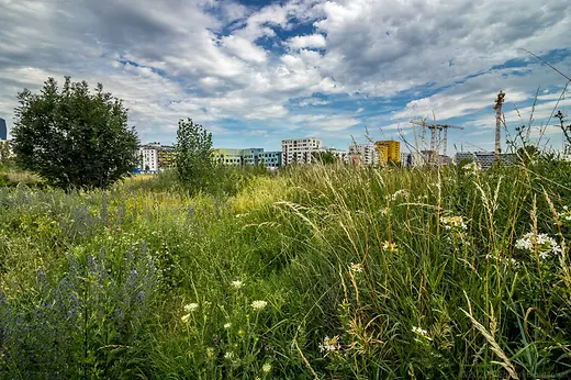Nordbahnviertel Stadtwildnis