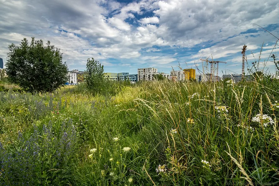 Nordbahnviertel Stadtwildnis