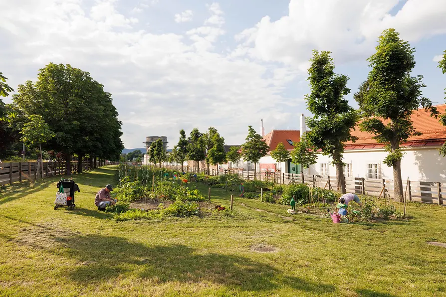 Augarten Vienne : le jardin communautaire est entretenu avec soin