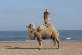 Super Taus and a Camel Yasha